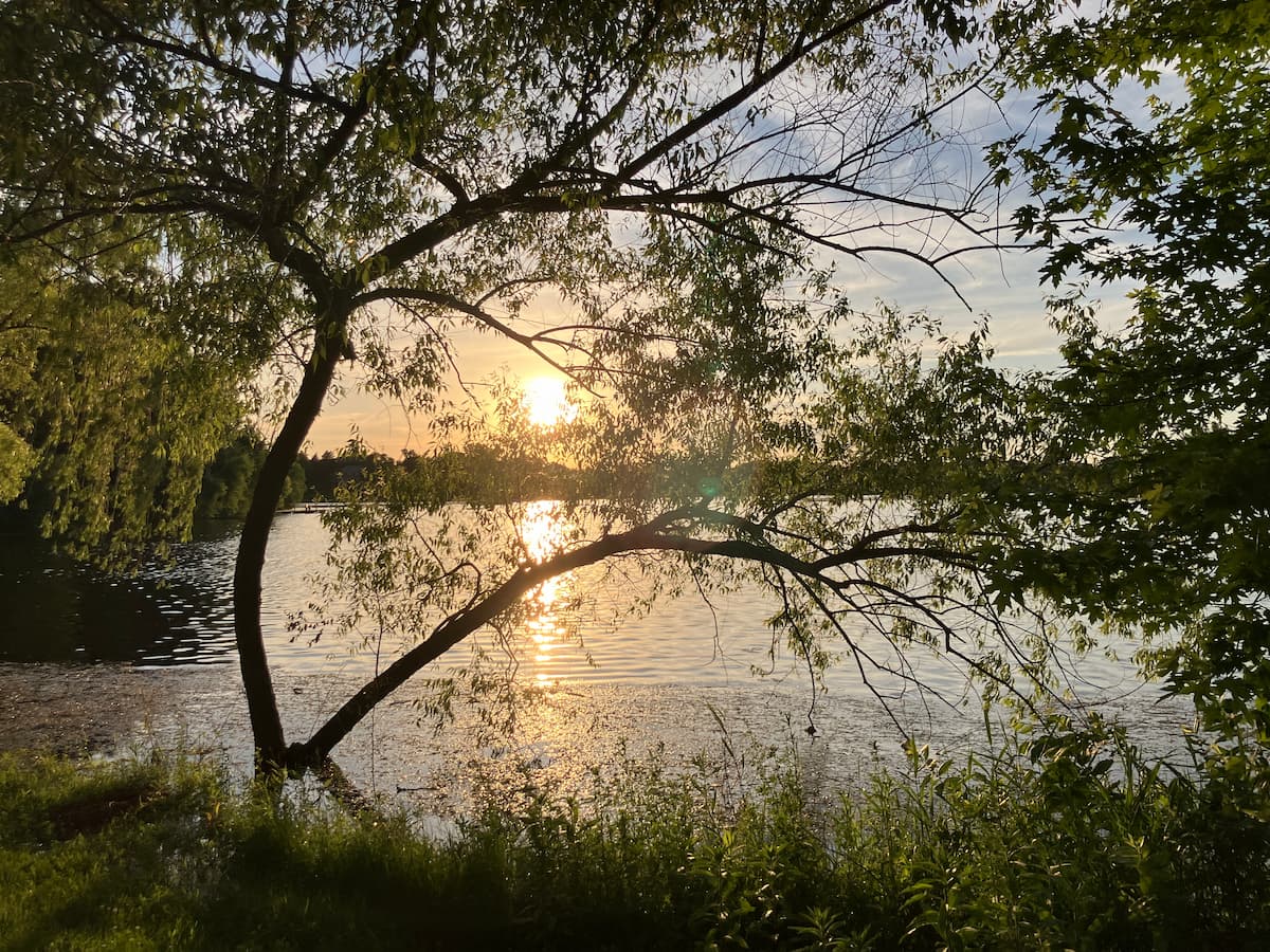 Branches over water at sunset